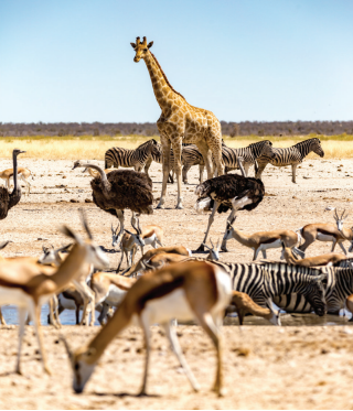 3.4 - Unit 3. Animals' magic - SBT Tiếng Anh 7 English Discovery 4 3