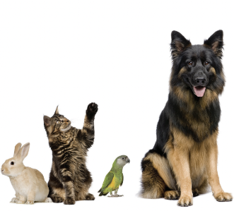 3.8 - Unit 3. Animals' magic - SBT Tiếng Anh 7 English Discovery 0 2