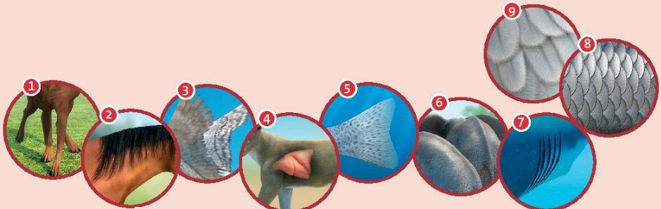 CLIL: Natural science (Animals) - Unit 3. Wild life - Tiếng Anh 6 - Friends plus 0 1