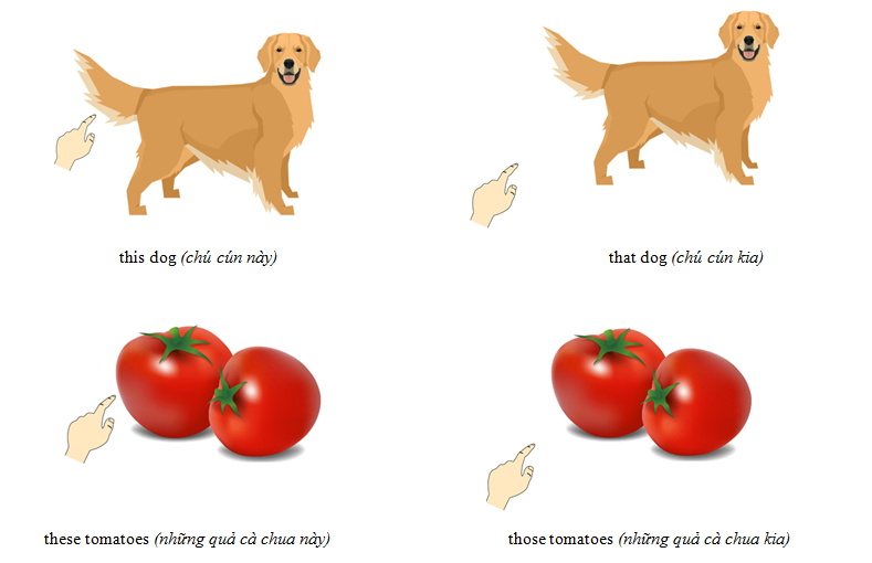 Đại từ hạn định chỉ định - Luyện thi Starters theo chủ đề ngữ pháp 2
