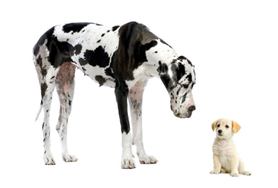 Đại từ sở hữu - Luyện thi Starters theo chủ đề ngữ pháp 1