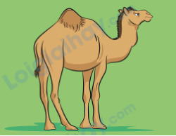 Đề thi học kì 1 Tiếng Anh 4 Family and Friends - Đề số 2 0 10