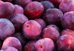 Đề thi học kì 1 Tiếng Anh 4 Family and Friends - Đề số 2 1 11