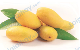 Đề thi học kì 1 Tiếng Anh 4 Family and Friends - Đề số 2 1 7