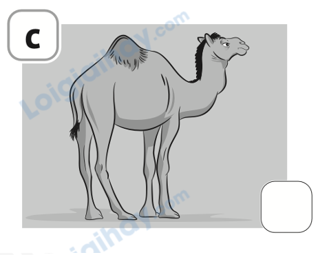 Đề thi học kì 1 Tiếng Anh 4 Family and Friends - Đề số 3 1 15