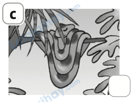 Đề thi học kì 1 Tiếng Anh 4 Family and Friends - Đề số 3 1 9