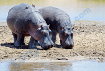 Đề thi học kì 2 Tiếng Anh 4 Global Success - Đề số 4 0 2