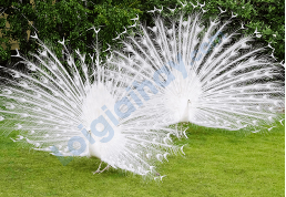 Đề thi học kì 2 Tiếng Anh 4 Global Success - Đề số 5 0 13