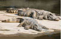 Đề thi học kì 2 Tiếng Anh 4 Global Success - Đề số 5 0 7