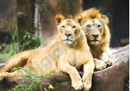 Đề thi học kì 2 Tiếng Anh 4 Global Success - Đề số 5 0 9