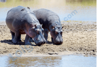 Đề thi học kì 2 Tiếng Anh 4 Global Success - Đề số 5 1 8