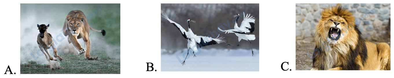 Đề thi học kì 2 Tiếng Anh 4 Global Success - Đề số 7 0 3