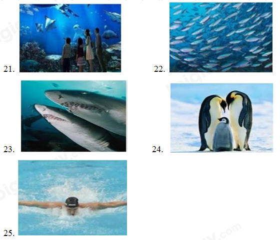 Đề thi vào lớp 6 môn Tiếng Anh trường Nguyễn Tất Thành năm 2021 0 4