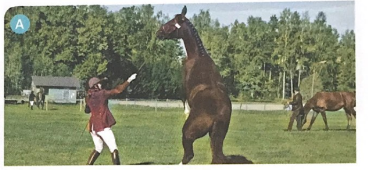 Language focus: Possibility and certainty - Unit 4. Feelings - SBT Tiếng Anh 9 Friends Plus 4 1