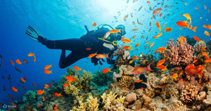 Image Example for diving