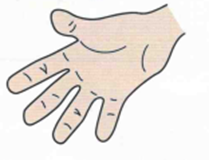 Luyện thi Starters - Đề số 1 1 27