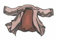 Luyện thi Starters - Đề số 2 0 24