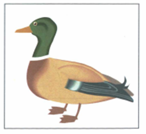 Luyện thi Starters - Đề số 5 0 6