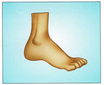 Luyện thi Starters - Đề số 5 1 22