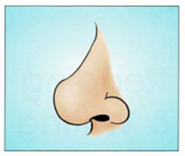 Luyện thi Starters - Đề số 6 1 17