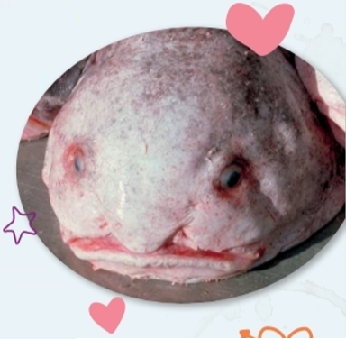 Reading: The ugliest animals? - Unit 3. Wild life - Tiếng Anh 6 - Friends plus 1 1