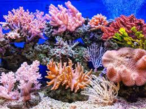 Image Example for coral reef