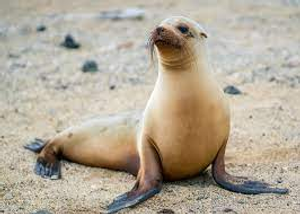 Image Example for sea lion