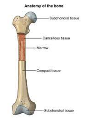 Image Example for bone