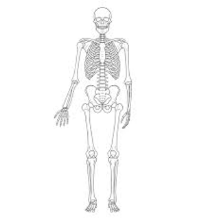 Image Example for skeleton