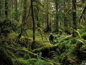 Image Example for rainforest