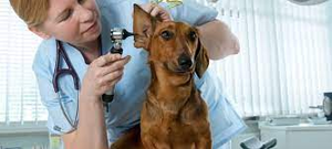 Image Example for help the animals