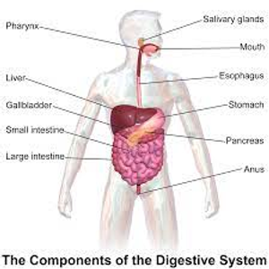 Image Example for digestion