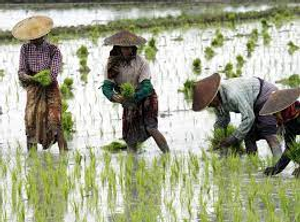 Image Example for rice field