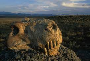 Image Example for extinction 