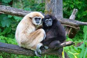 Image Example for gibbon