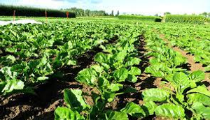 Image Example for grow crops