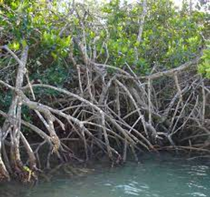 Image Example for mangrove forest