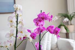 Image Example for orchid