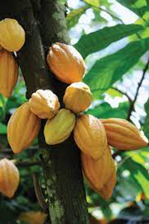 Image Example for cacao plant