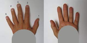 Image Example for finger