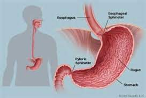 Image Example for stomach