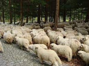 Image Example for inhabitant