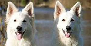 Image Example for similar