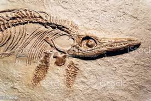 Image Example for fossil