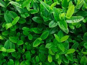 Image Example for leaf