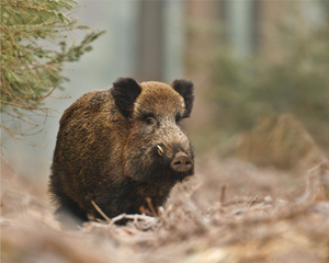 Image Example for wild boar