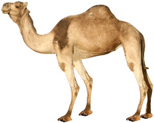 Image Example for camel