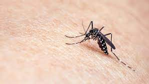Image Example for mosquito