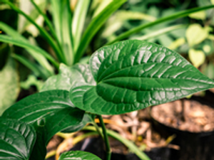 Image Example for betel