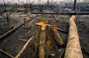 Image Example for deforestation